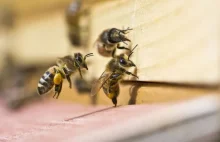 W kotlinie jeleniogórskiej masowo wyginęły rodziny pszczele