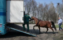 Stadnina Janów Podlaski wyprzedaje cenne konie