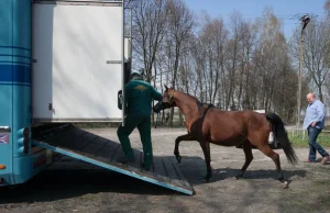 Stadnina Janów Podlaski wyprzedaje cenne konie