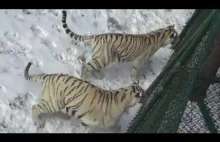 Majestatyczne Białe Tygrysy