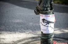 Wrocław: Wrony siwe atakują studentów
