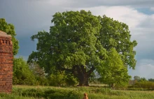 European Tree of the Year - Home page
