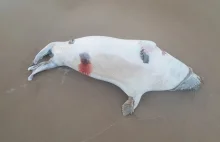 Kolejna martwa foka znaleziona na sopockiej plaży