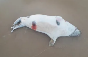 Kolejna martwa foka znaleziona na sopockiej plaży