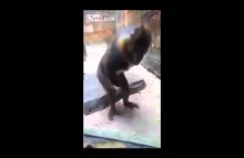 Sprośna małpa