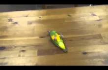 Papuga i ciekawa sztuczka