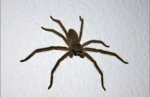 Duży pająk w opakowaniu po kiwi.