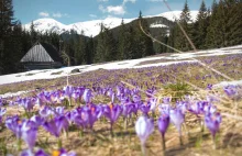 Polana Chochołowska cała w krokusach! W Tatrach prawdziwa wiosna.