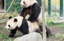 Panda pobiła partnera w trakcie uprawiania seksu