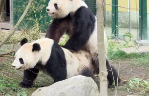 Panda pobiła partnera w trakcie uprawiania seksu