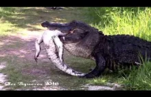 Aligator pomaga młodszemu osobnikowi...