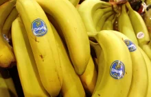 Najpopularniejsza na świecie odmiana banana wkrótce wyginie z powodu grzyba TR4