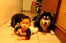 2 psy husky naśladują małe dziecko