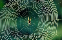 Pajęczyna – niezwykłe zastosowania pajęczyny przez człowieka.