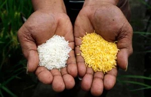 Filipiny zalegalizowały zmodyfikowany genetycznie Złoty Ryż