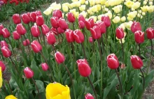 Tulipany imienia generała Maczka
