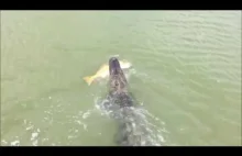 Aligator ratuje przyjaciela przed zjedzeniem