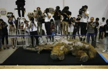Prehistoryczny mamut znaleziony na Syberii.