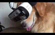Pies w goglach VR