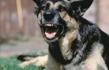 Austria: Listonosze będą "przekupywać złe psy"