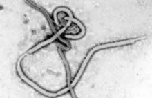 Ebola coraz groźniejsza