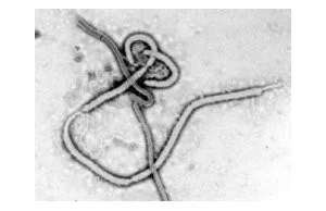 Ebola coraz groźniejsza