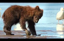 Wielka małża trzyma niedźwiadka grizzly :)
