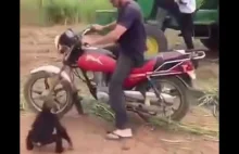 Małpa ma ochotę na przejażdżkę motocyklem