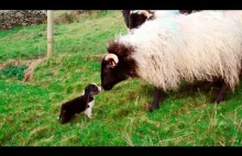 Border Collie puppies