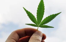 Marihuana hamuje rozwój raka? Nowe badanie