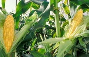 Modyfikowana genetycznie kukurydza rakotwórcza?