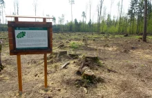 Raport UNESCO o Białowieży druzgocący dla rządu i Lasów Państwowych
