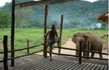 Smutne życie słonia, czyli jak działa biznes turystyczny w Tajlandii