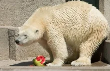 Białe niedźwiedzie uwielbiają... krwiste arbuzy