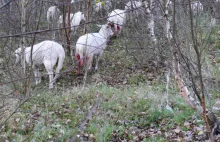 Gmina Kołczygłowy. Wataha wilków zaatakowała stado owiec. Pięć nie...