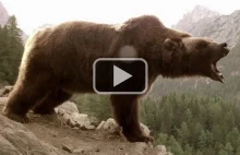 Niedźwiadek w opałach
