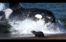 Orka atakuje uchatkę na plaży