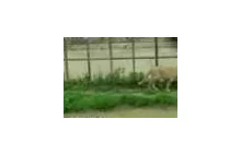Psy rasy Kangal zabierają mięso tygrysom