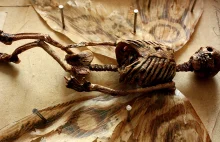 Dziwaczne, przerażające szkielety odkryte w piwnicy w Londynie.