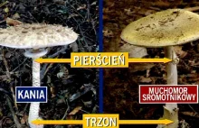 Jak odróżnić grzyby jadalne od śmiertelnego muchomora