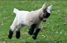 "Cute Baby Goats Compilation" || Małe kozy