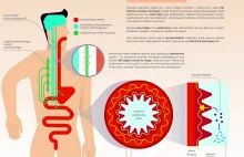 2. mózg może wpływać na psychikę [infografika]