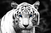 WWF: pozostało już tylko 3 200 dzikich tygrysów na świecie