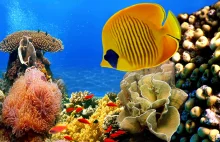 NASA chce monitorować stan raf koralowych na całym świecie
