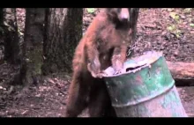 Niedźwiadki z cholernie wysokim poziomem cukru