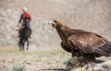 Kirgistan - niezwykłe polowania z orłami - Magazyn VIP