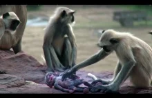 Małpy opłakują robota imitującego małpie niemowlę.