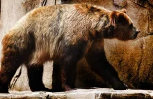 Niedźwiedź krótkopyski – największy niedźwiedź wszech czasów?