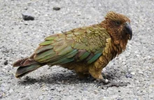 Niezwykła papuga z Nowej Zelandii - złodziej, wandal, geniusz...