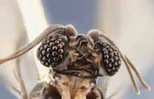 Strepsiptera – najdziwaczniejsze owady?